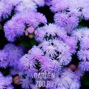 Агератум - фото 28807