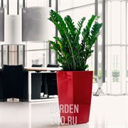 Замиокулкас 21/80 - фото 29767