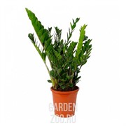 Замиокулкас 21/80 - фото 29768