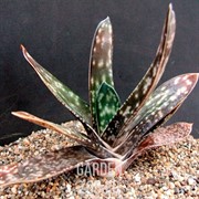 Гастерия 8/10 - фото 29772