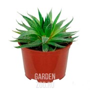 Гастерия 8/10 - фото 29773