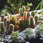 Кактус Мамилярия 5/8 - фото 29775