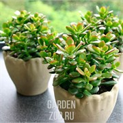 Крассула Минор 8/12 - фото 29777