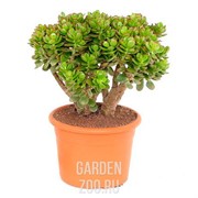 Крассула Минор 8/12 - фото 29778