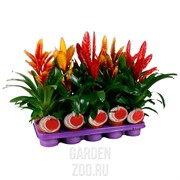 Вриезия Микс 12/45 - фото 29784