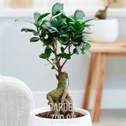 Фикус  Гинсед 22/45 - фото 29795