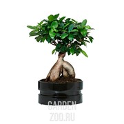 Фикус  Гинсед 22/45 - фото 29796