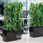 Эпипремнум 12/25 - фото 29808