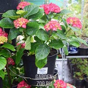 Гортензия 13 - фото 29819