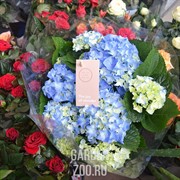Гортензия 13 - фото 29820