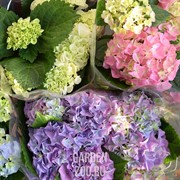 Гортензия 13 - фото 29821