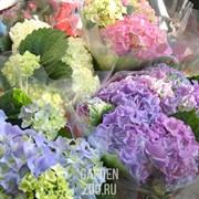 Гортензия 13 - фото 29822