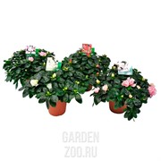 Рододендрон Микс 17/30 - фото 29828