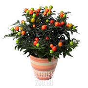 Солянум Псевдокапсикум 12/30 - фото 29830