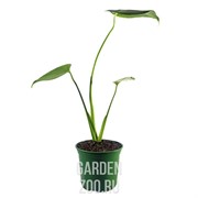 Гречневая шелуха 1л - фото 31156