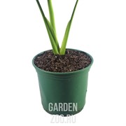 Гречневая шелуха 1л - фото 31157