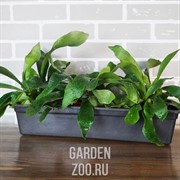 Ящик для рассады Урожай-3М 50х20х10 - фото 31161