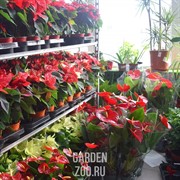 Пуансетия 12 - фото 32010