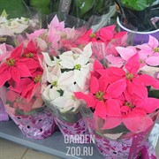 Пуансетия 12 - фото 32011