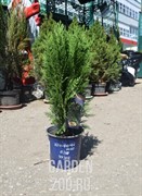 Кониферен Микс 15/30 - фото 32777