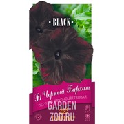 Петуния Черный бархат 4шт - фото 34078