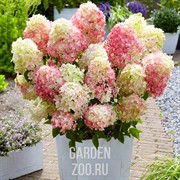 Гортензия метельчатая 2л - фото 34418