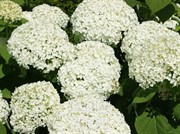 Гортензия древовидная Инкрэдибл с35/80-100 - фото 34635