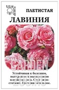 Роза Лавиния - фото 35080