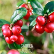 Клюква Краса Севера - фото 35119