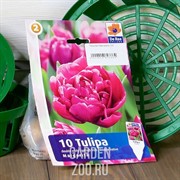 Тюльпан Маргарита (10) - фото 35567