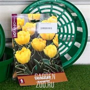 Тюльпан Калимеро (6) - фото 35617