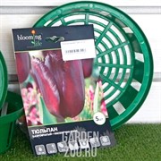 Тюльпан Винсент Ван Гог (5) - фото 35625