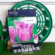 Тюльпан Криспи Леди (5) - фото 35630