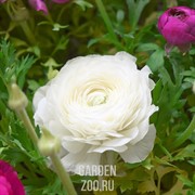 Ранункулюс Цветущая долина белая 3шт - фото 37522