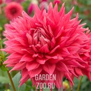 Георгина Кактусовая Крив Коер - фото 38641