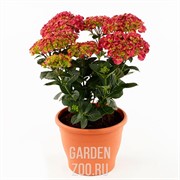 Гортензия крупнолистная Акадама 23/40 - фото 38836