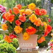 Бегония клубневая 13 - фото 38838