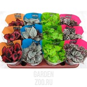 Бегония Мэджик Колорс Микс 13/25 - фото 38840