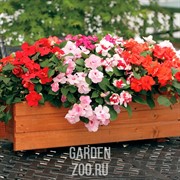 Бальзамин Микс 17/35 - фото 38842
