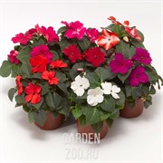 Бальзамин Микс 17/35 - фото 38843