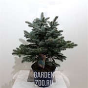 Ель Глаука 19/50 - фото 39020