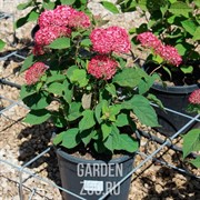 Гортензия древовидная Руби Аннабель С10 - фото 39089 Гортензия древовидная Руби Аннабель С10 - фото 39089