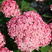 Гортензия древовидная Руби Аннабель С10 - фото 39090 Гортензия древовидная Руби Аннабель С10 - фото 39090