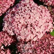 Гортензия древовидная Свит Аннабель С10 - фото 39093 Гортензия древовидная Свит Аннабель С10 - фото 39093