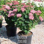 Гортензия древовидная Свит Аннабель С10 - фото 39094 Гортензия древовидная Свит Аннабель С10 - фото 39094