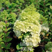 Гортензия метельчатая Меджикал Мунлайт С15 - фото 39096