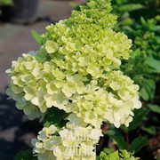 Гортензия метельчатая Меджикал Мунлайт С15 - фото 39097