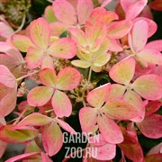 Гортензия метельчатая Пастель Грин С15 40-50 - фото 39099 Гортензия метельчатая Пастель Грин С15 40-50 - фото 39099