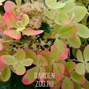 Гортензия метельчатая Пастель Грин С15 40-50 - фото 39100 Гортензия метельчатая Пастель Грин С15 40-50 - фото 39100