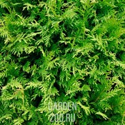 Туя Вудварди С 7,5 30-40 - фото 39102